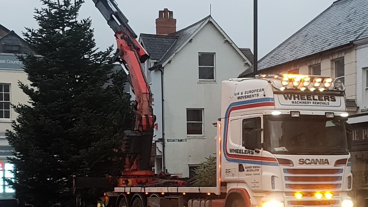 Trees arrive ahead of Wellington's official Christmas lights switchon